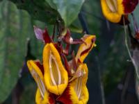 Blüten der Frauenschuh-Rebe